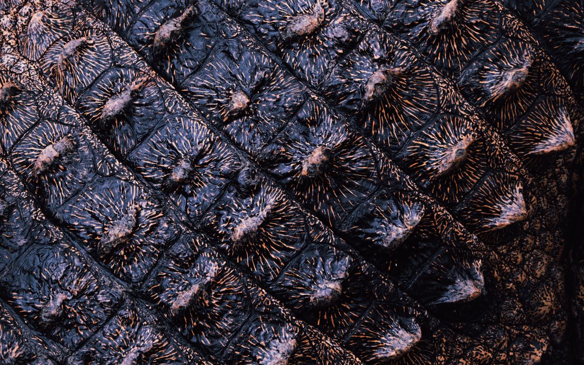 Buneri.es | Las chaquetas de cuero de 2000 a 2004 Primer plano de la textura de un cuero de caiman exotico